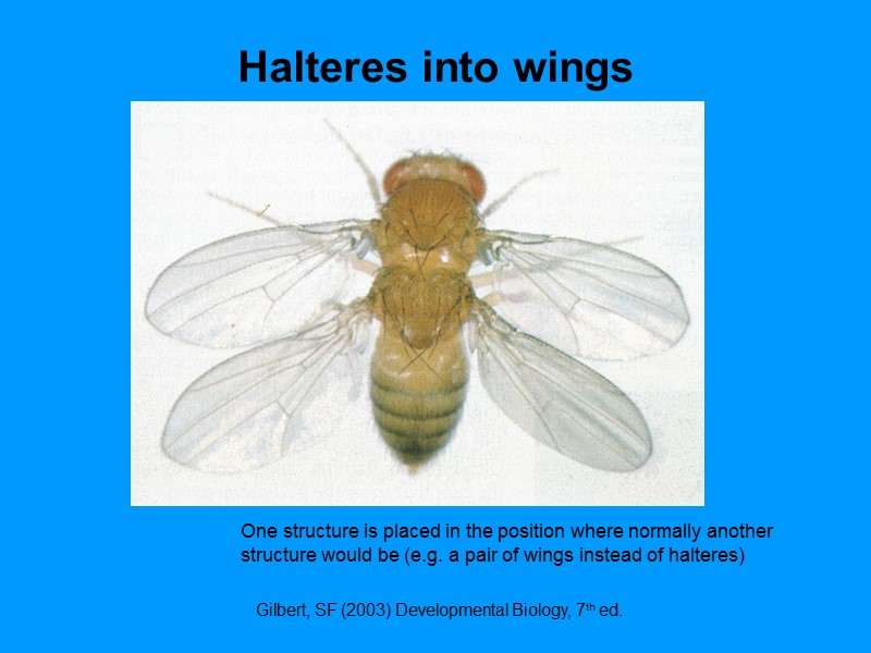 Halteres into wings Gilbert, SF (2003) Developmental Biology, 7th ed. One structure is placed Halteres into wings Gilbert, SF (2003) Developmental Biology, 7th ed. One structure is placed